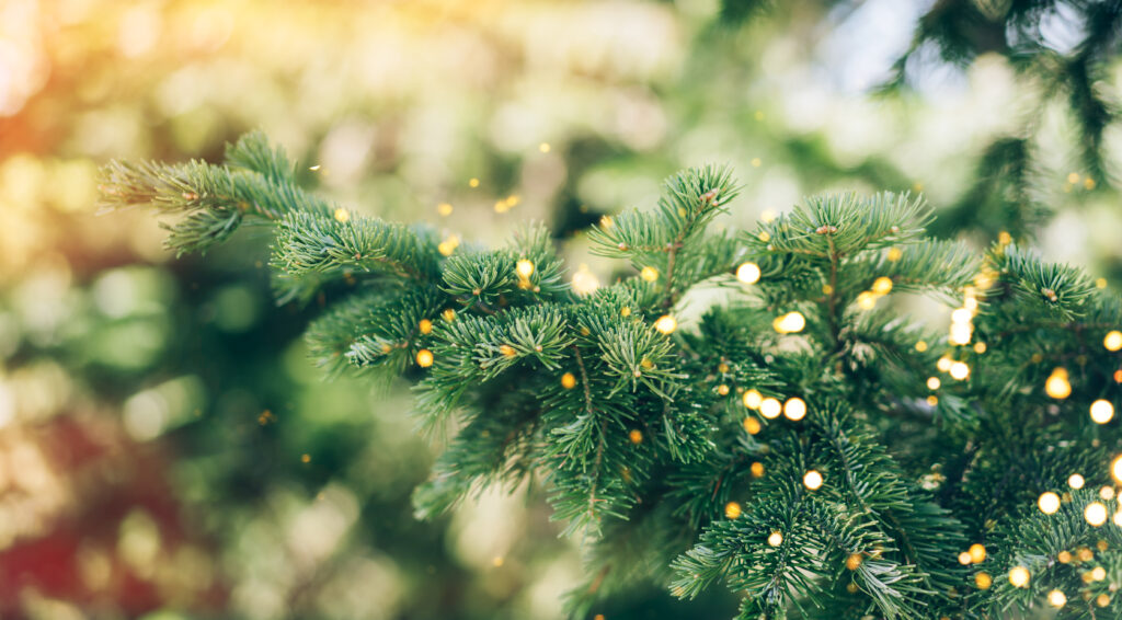 Julgransgren med gyllene ljusskimmer
